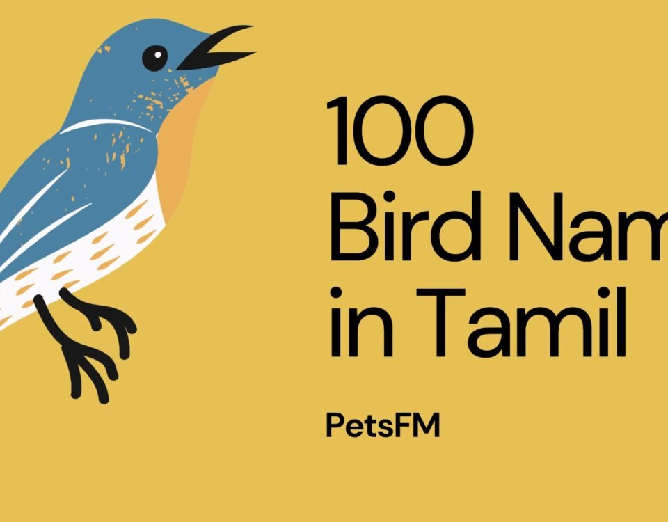 100+ Bird Names In Tamil With Translation in English